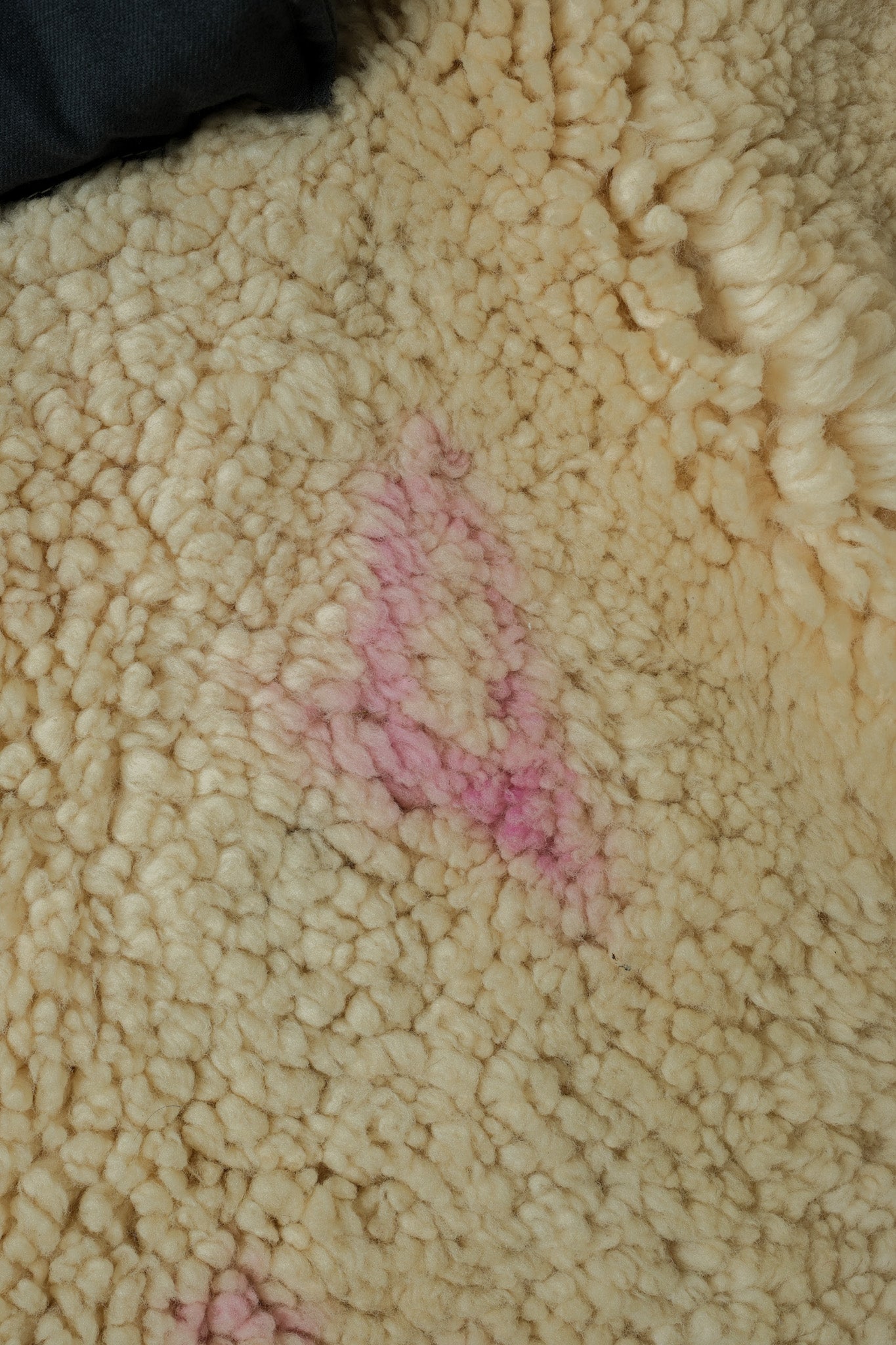コンディション画像 1